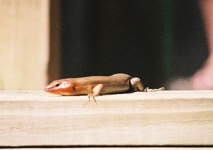 [Red-headed lizard on wood deck.]